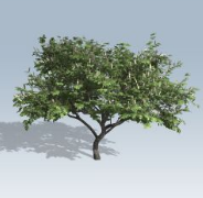 speedtree cinema植物資料包