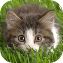 3D流浪貓模擬中文版