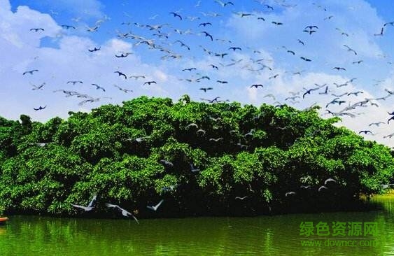 鸟的天堂ppt课件