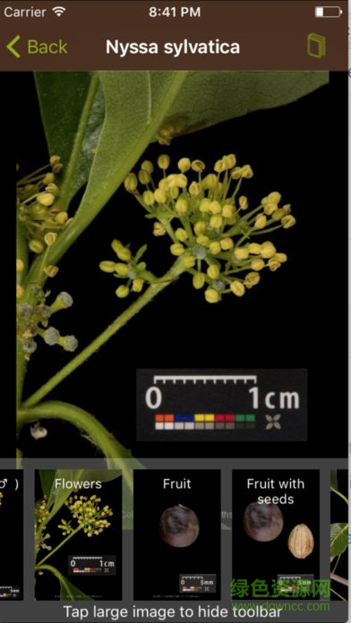 leafsnap安卓版官方版