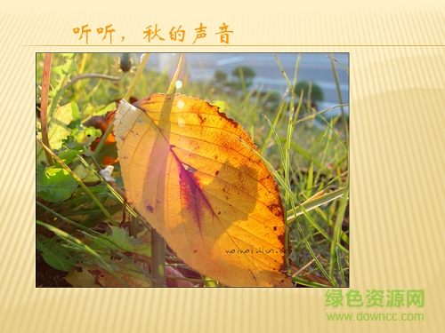聽聽秋的聲音 ppt課件  0