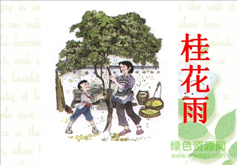 桂花雨ppt課件  0