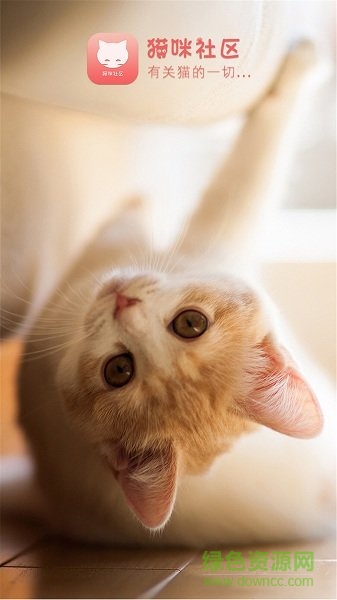 貓咪社區(qū) v1.0.15 安卓版 1