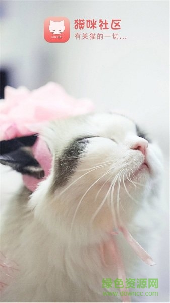 貓咪社區(qū) v1.0.15 安卓版 2