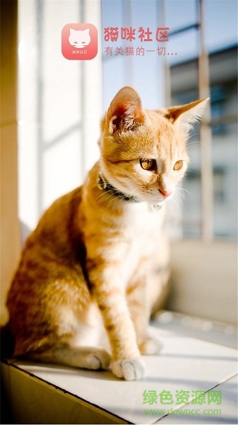 貓咪社區(qū)