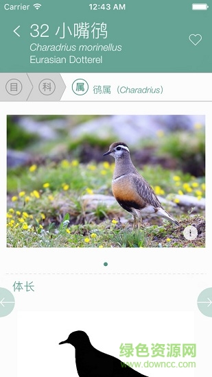 中國鸻鷸類識別android v2.0 安卓版 2