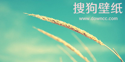 搜狗壁紙