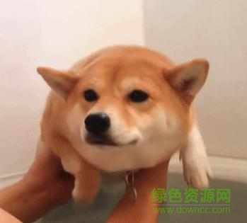 把狗扔進水里 gif