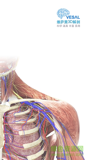 維薩里3d解剖全集終身正式版2