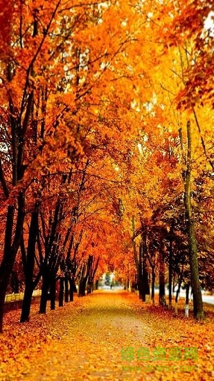 全局透明壁紙vip正式版 v7.1.4 安卓版 1