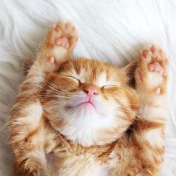 晉江貓語(yǔ)翻譯器最新版