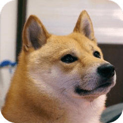 狗還好我會游泳表情包gif