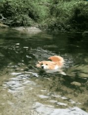 幸好我會(huì)游泳GIF表情包