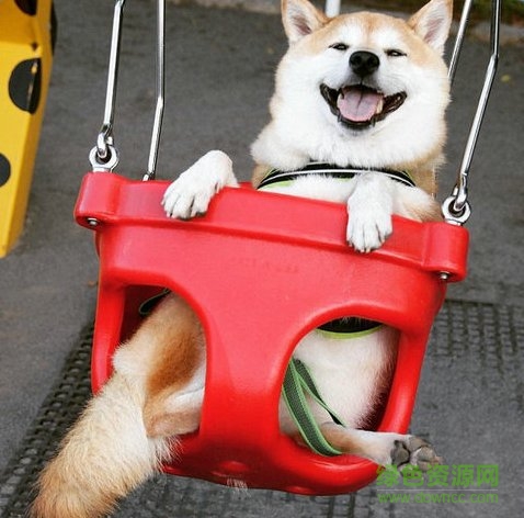 小狗蕩秋千表情包gif