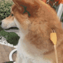 柴犬撓癢動(dòng)態(tài)圖