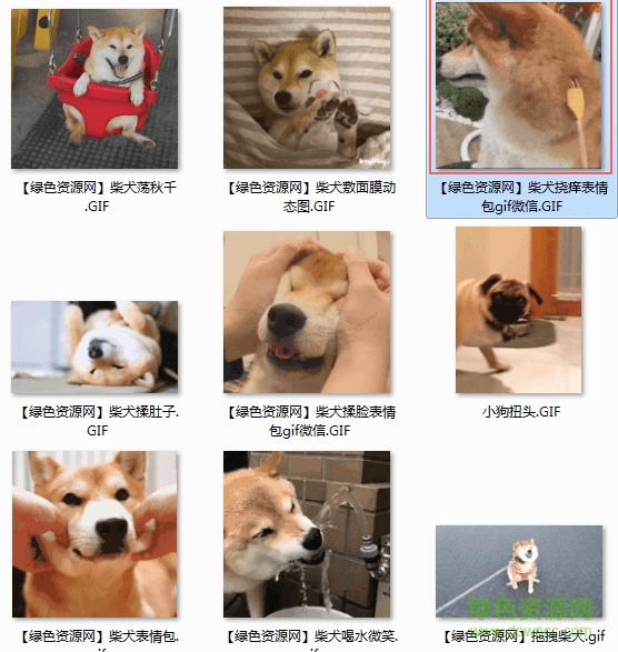 柴犬撓癢動態(tài)圖  0