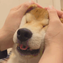 捏柴犬臉的表情包gif