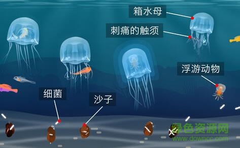 Tinybop出品的珊瑚礁手游