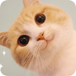 網(wǎng)紅貓bobi醬表情包大全