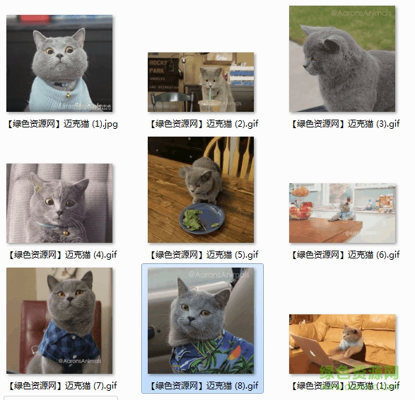 邁克貓表情包gif