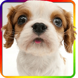 iDog - 狗在屏幕上(手機(jī)屏幕上養(yǎng)狗app)