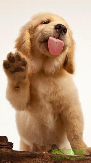 狗狗舔屏手機動態(tài)壁紙 小狗舔屏動態(tài)壁紙app