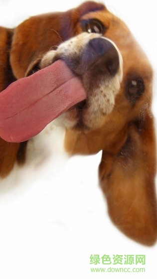 狗狗舔屏手機動態(tài)壁紙 v2.0 安卓版 2