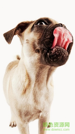 狗狗舔屏手機動態(tài)壁紙 v2.0 安卓版 3