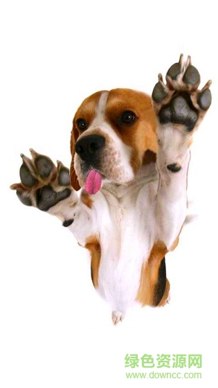 狗狗舔屏手機動態(tài)壁紙 v2.0 安卓版 0