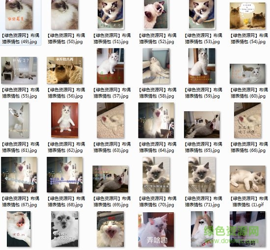 布偶貓表情包gif