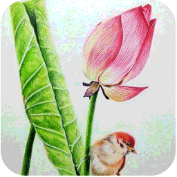 素描視頻教程軟件