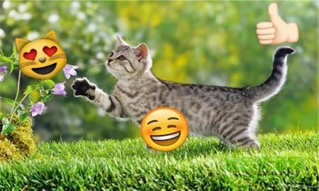 emoji表情相機(jī) emoji表情相機(jī)下載