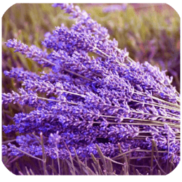 手抄報(bào)圖片手機(jī)版