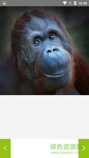 九龍圖庫 v1.0.0 安卓版 0