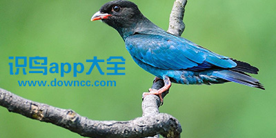 識(shí)鳥(niǎo)app