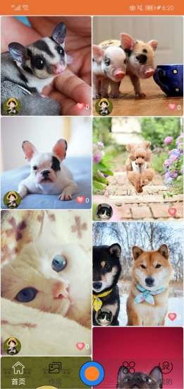 華夏善寵 華夏善寵app下載