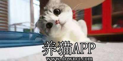 養(yǎng)貓app大全-新手養(yǎng)貓app推薦-養(yǎng)貓知識(shí)app下載