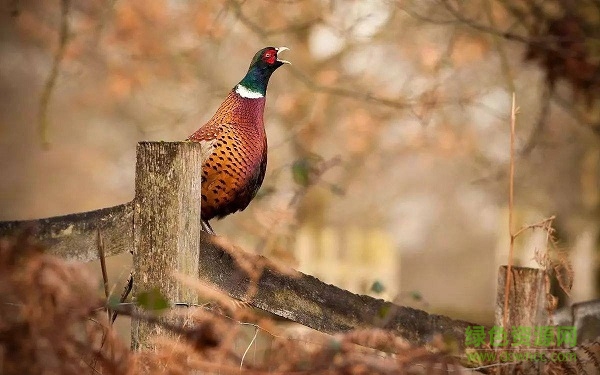 誘捕野雞叫聲 免費(fèi)版 0