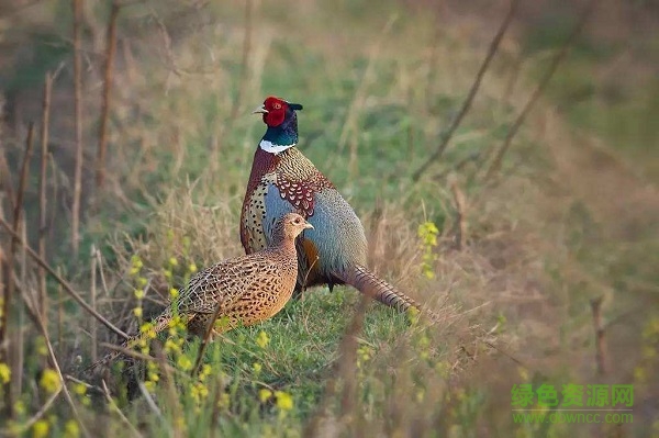 誘捕野雞叫聲 野雞叫聲mp3