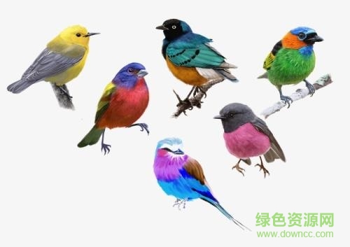 百靈鳥(niǎo)的叫聲mp3
