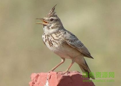 百靈十三口壓口叫聲mp3 免費(fèi)版 0