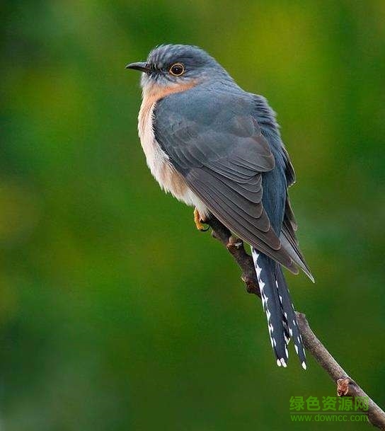 布谷鳥四聲叫聲mp3 完整版 0