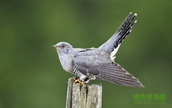 布谷鳥的叫聲免費版