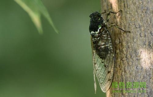 知了的叫聲 免費(fèi)版 0