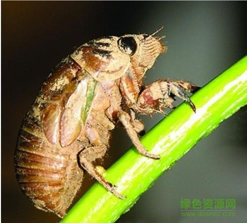 知了的叫聲 蟬的叫聲mp3