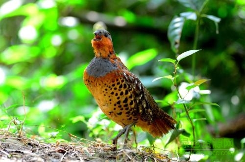 公母竹雞叫聲 免費(fèi)版 0