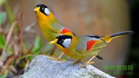 相思鳥叫聲大全集 最新版 0