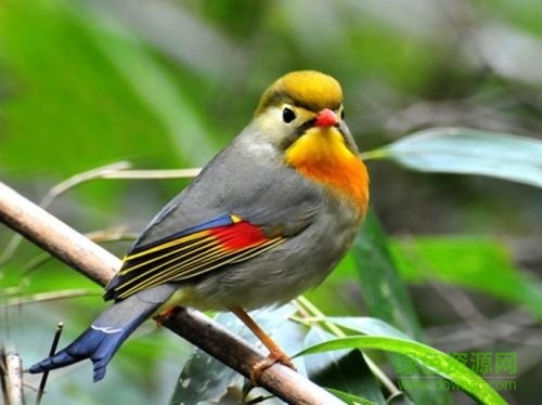 相思鳥叫聲mp3免費(fèi)版