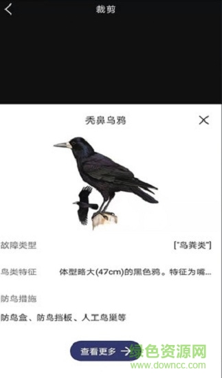 圖音識(shí)鳥app下載