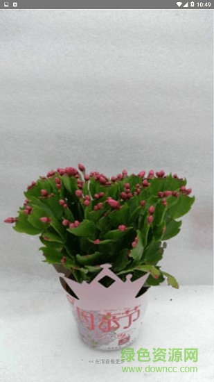 繽紛盆栽網 v1.0.0 安卓版 0